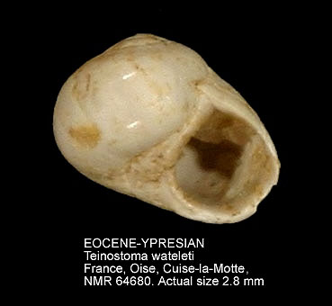 EOCENE-YPRESIAN Teinostoma wateleti.jpg - EOCENE-YPRESIANTeinostoma wateletiDeshayes,1864